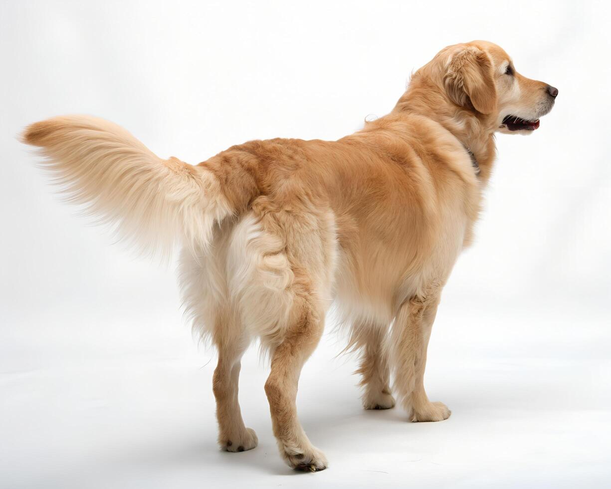 A golden retriever standing on a blank background, from the back photo