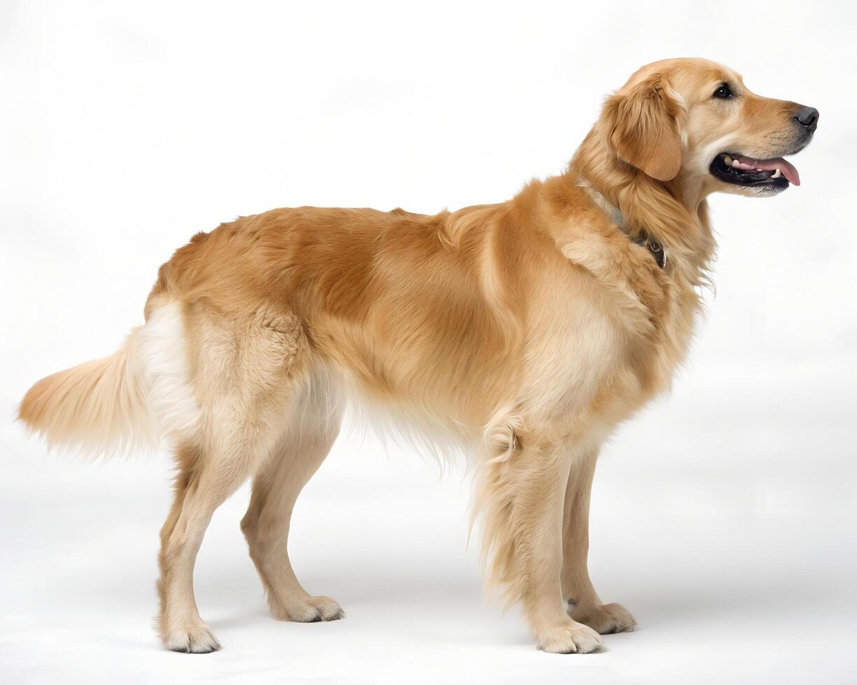 A golden retriever standing on a blank background side view photo