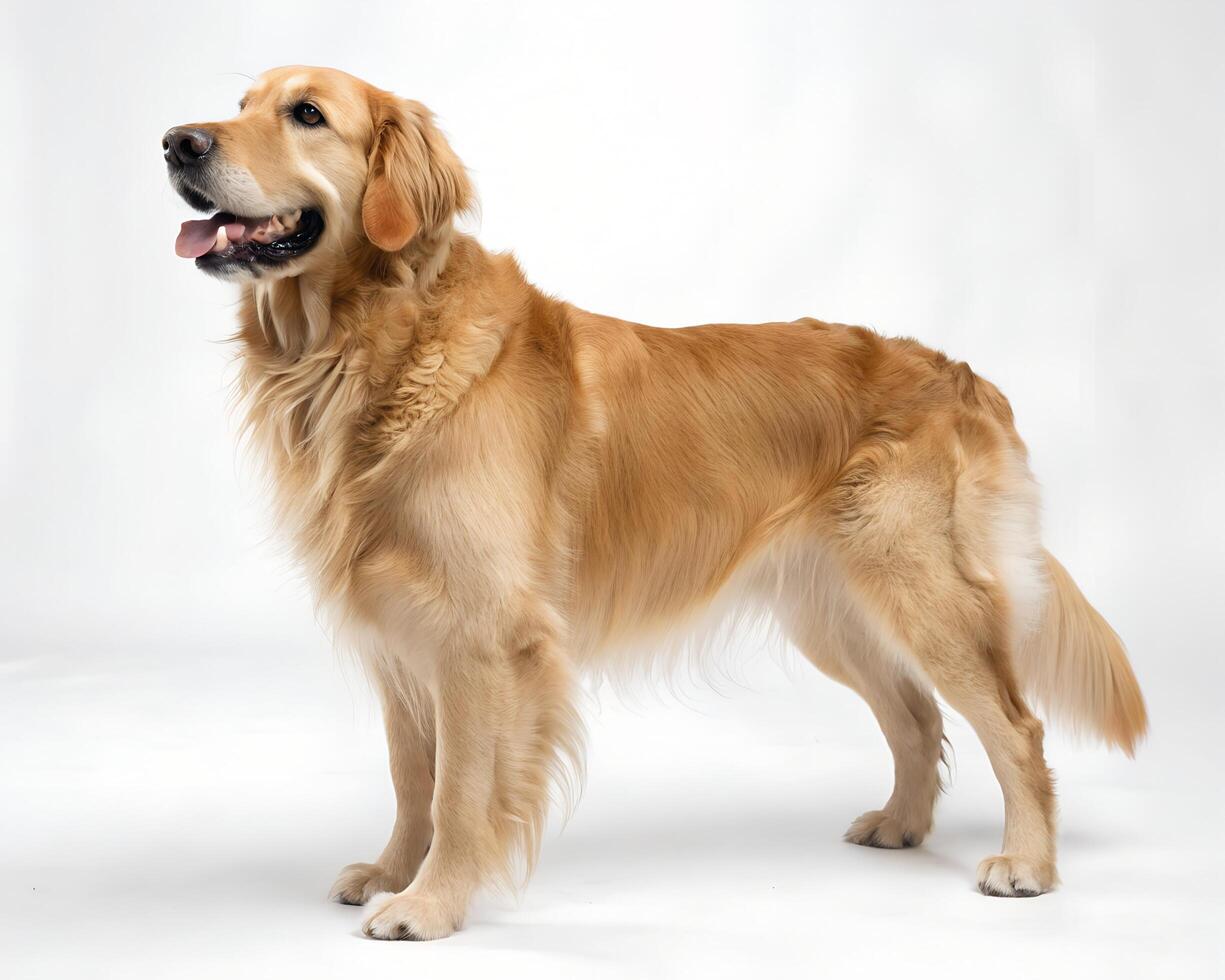 A golden retriever standing on a blank background, from a low angle photo
