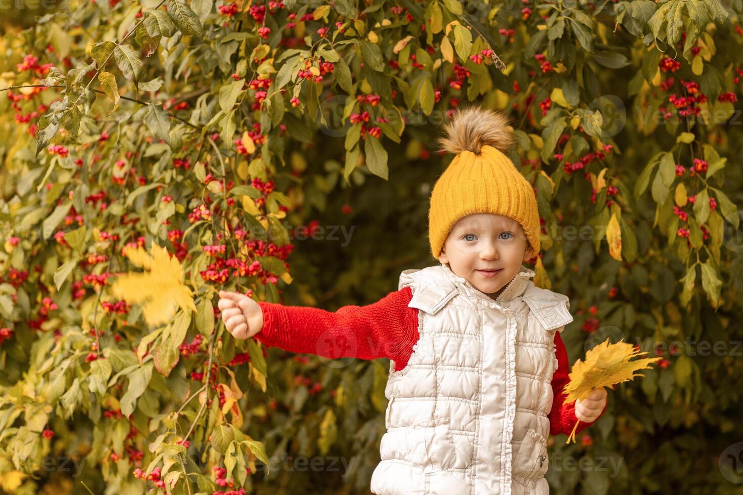 Young child in bright attire holding autumn leaves in front of a colorful shrub on a cool fall day in a park photo