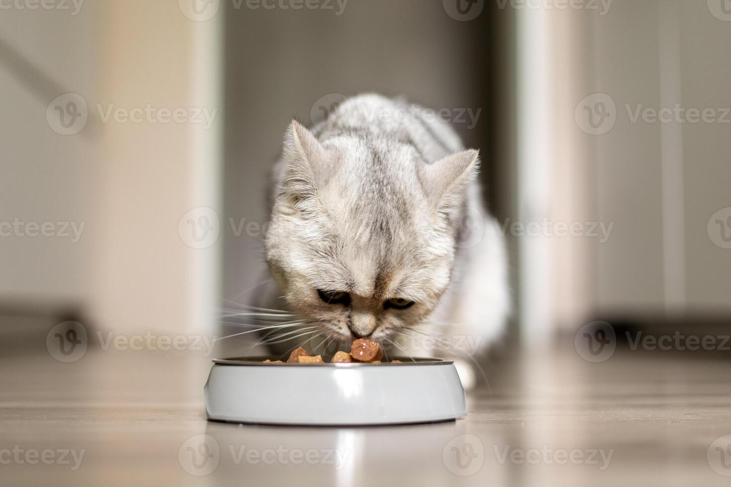 Cat enjoying a meal from a white bowl in a cozy indoor environment during daytime photo