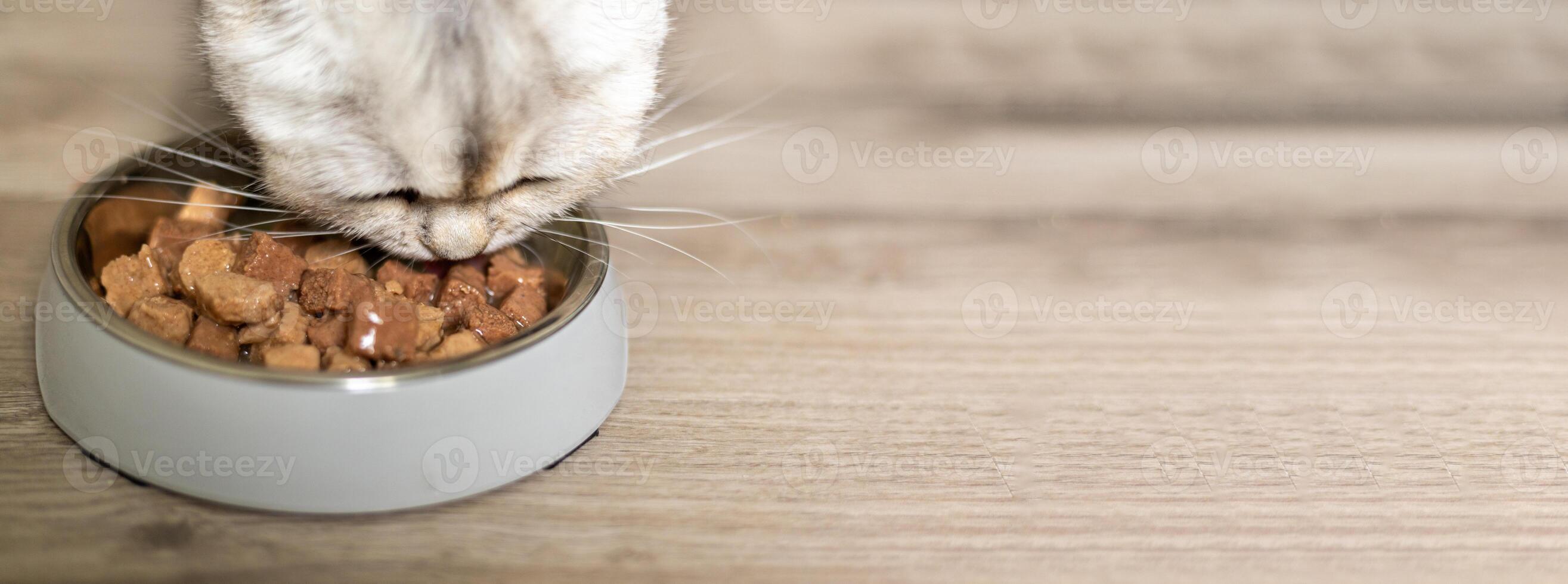 Cat enjoys a meal from a gray bowl on a wooden floor during the afternoon photo