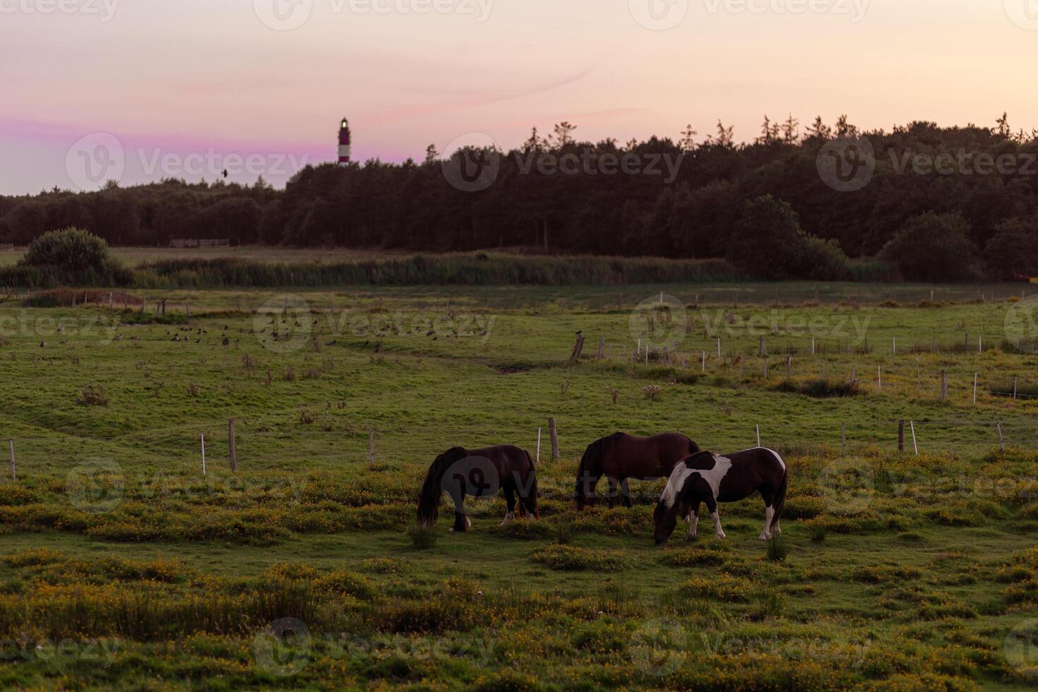 Horses grazing in a tranquil pasture at sunset near a distant lighthouse surrounded by lush greenery photo