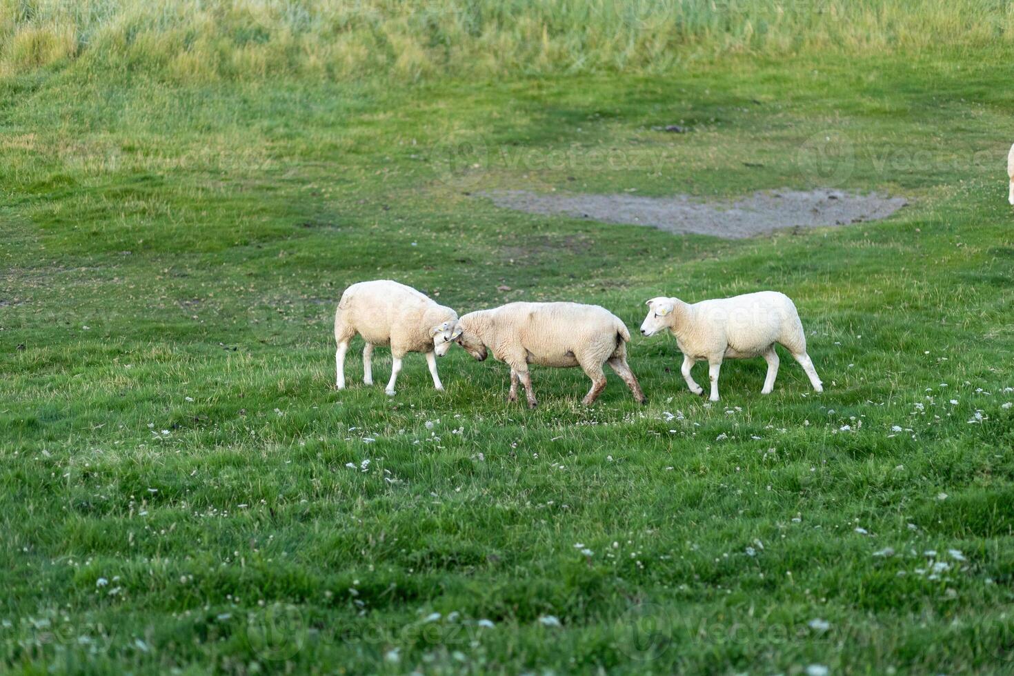 Three sheep grazing and interacting in a green pasture during late afternoon light photo
