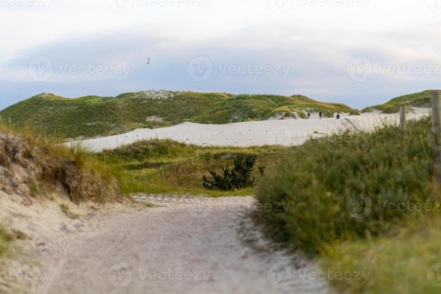 A serene sandy pathway leads through lush greenery to expansive dunes near the coastline during a peaceful afternoon in nature photo