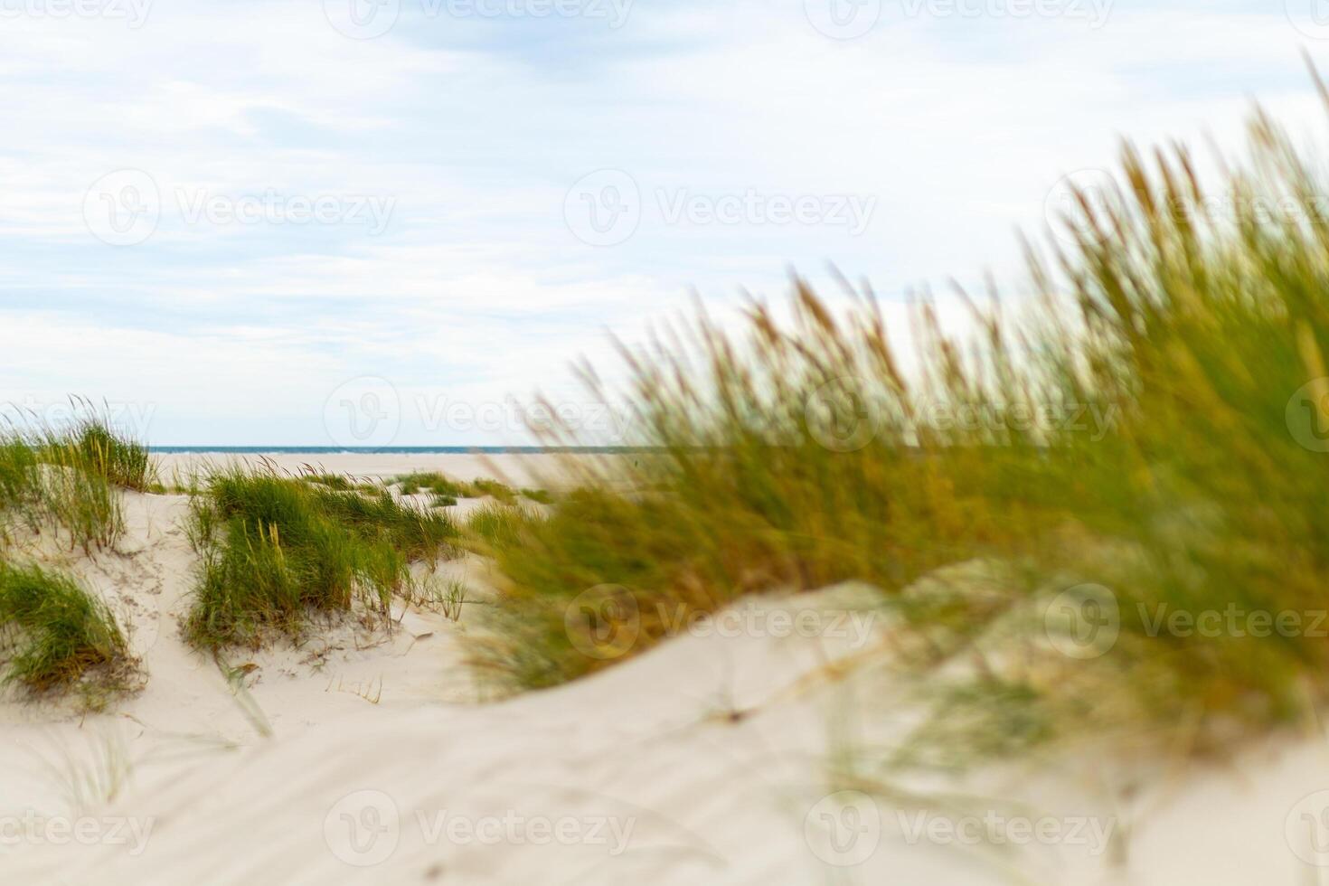 Golden grasses sway gently over sandy dunes near the tranquil shore during a cloudy afternoon photo