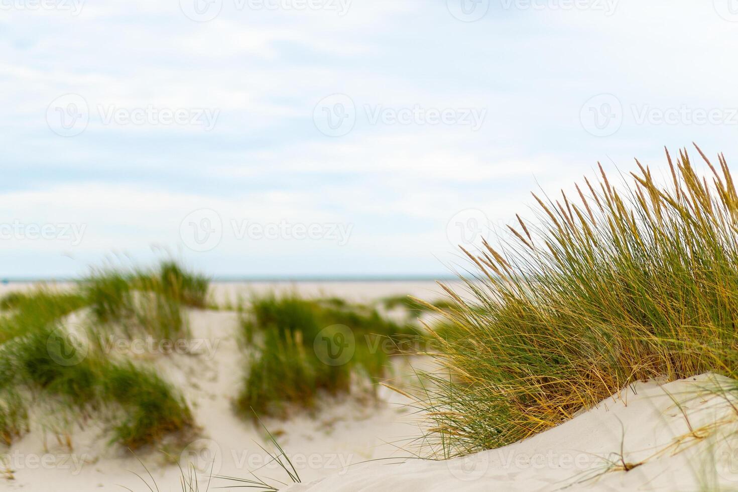 Grassy sand dunes along a serene beach under a cloudy sky in late afternoon light photo