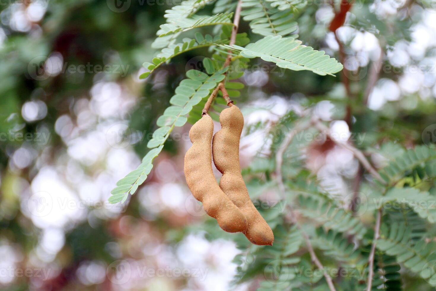 tamarind, tamarind fresh young on tree tamarind photo