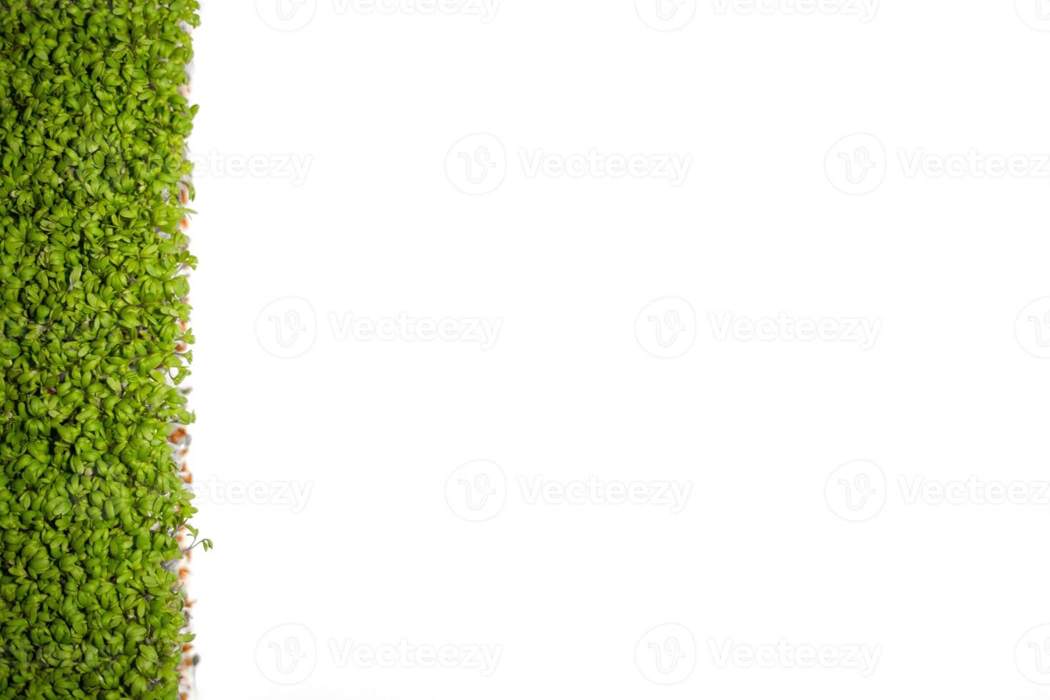 Microgreen sprouts on white background.place for text photo