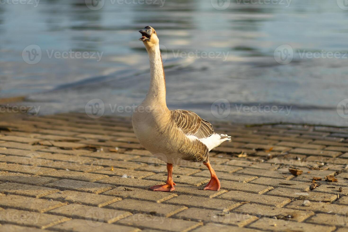 A goose calls out while walking along the water's edge at a lakeside photo