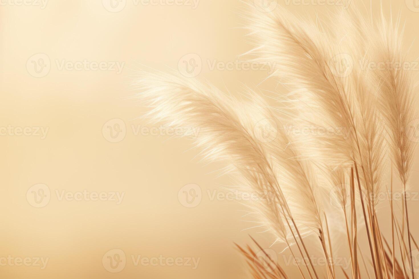 Abstract natural background of soft plants Cortaderia selloana. Pampas grass on a blurry bokeh, Dry reeds boho style. Fluffy stems of tall grass. photo