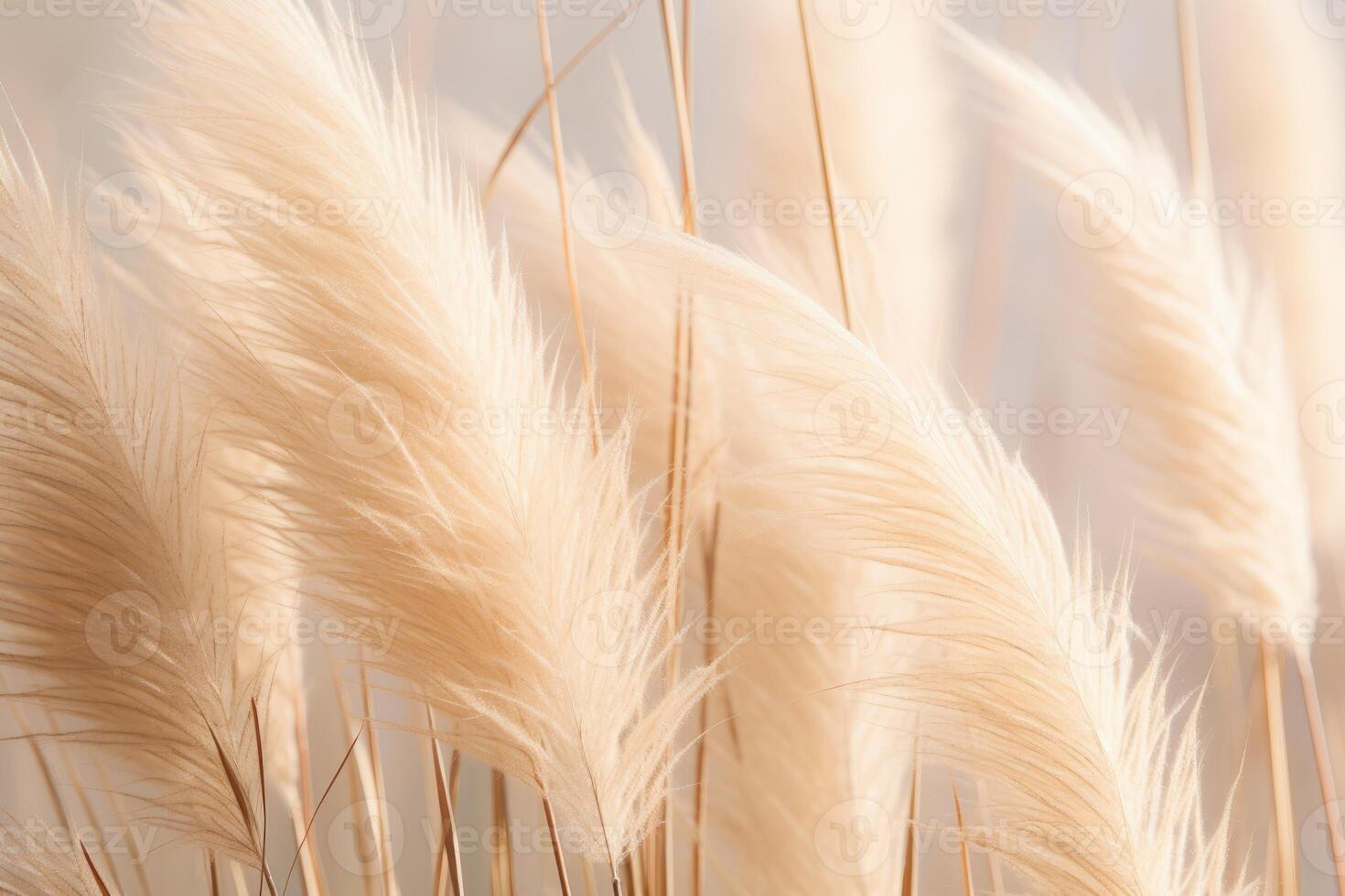 Abstract natural background of soft plants Cortaderia selloana. Pampas grass on a blurry bokeh, Dry reeds boho style. Fluffy stems of tall grass. photo
