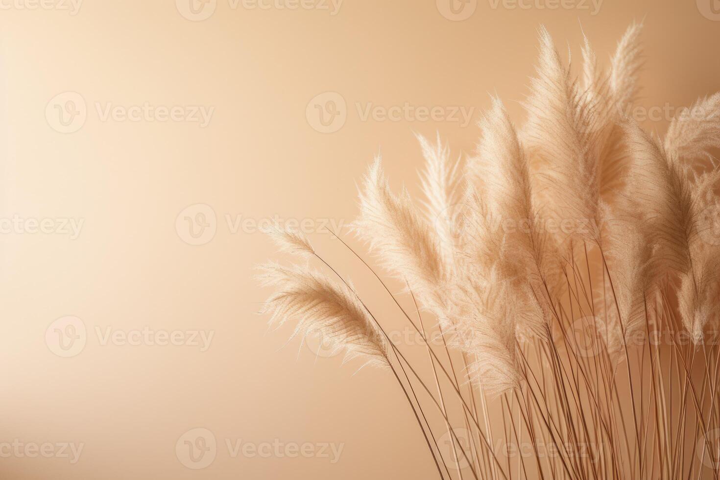 Abstract natural background of soft plants Cortaderia selloana. Pampas grass on a blurry bokeh, Dry reeds boho style. Fluffy stems of tall grass. photo