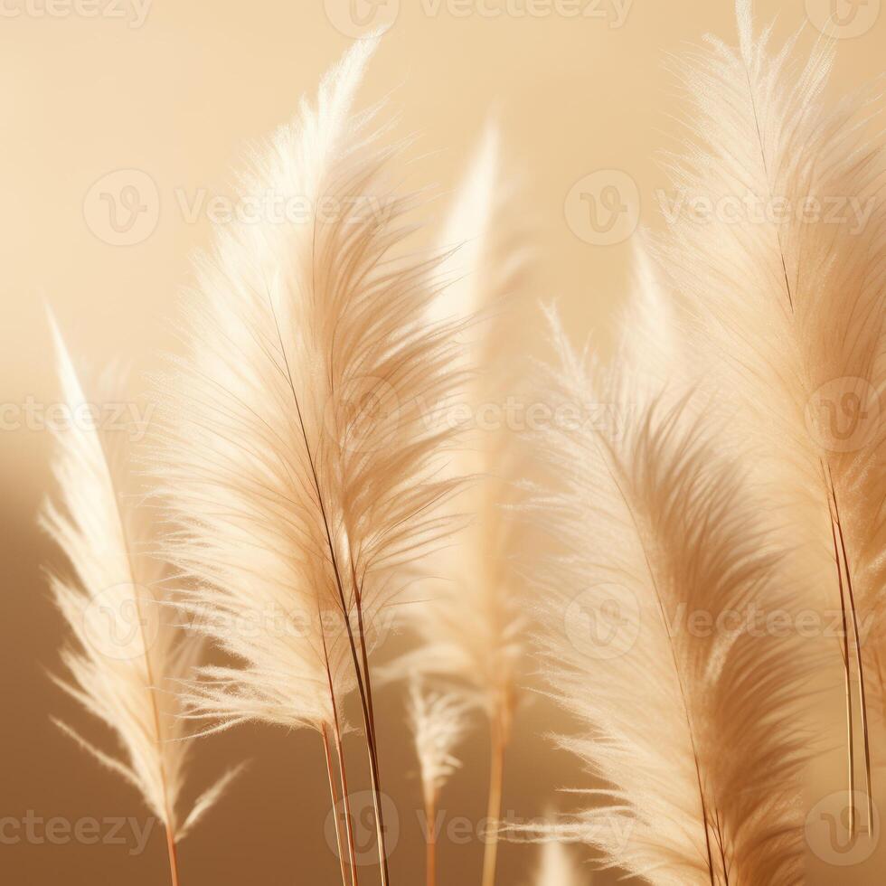 Abstract natural background of soft plants Cortaderia selloana. Pampas grass on a blurry bokeh, Dry reeds boho style. Fluffy stems of tall grass. photo