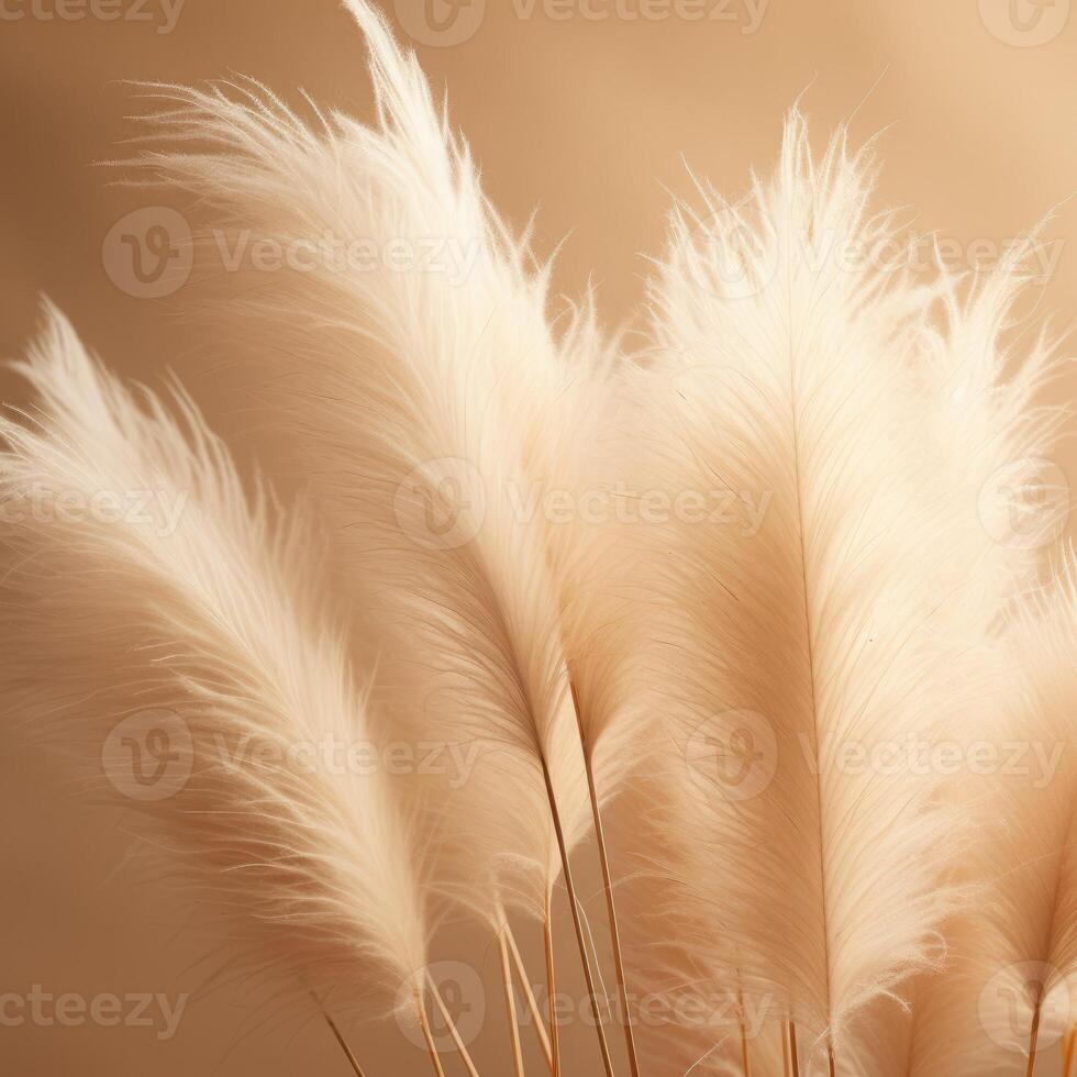 Abstract natural background of soft plants Cortaderia selloana. Pampas grass on a blurry bokeh, Dry reeds boho style. Fluffy stems of tall grass. photo