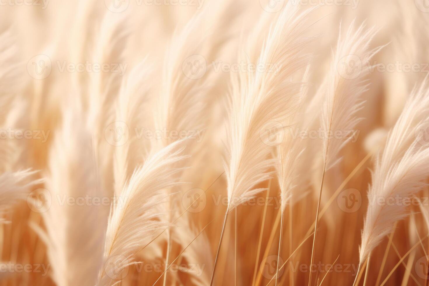 Abstract natural background of soft plants Cortaderia selloana. Pampas grass on a blurry bokeh, Dry reeds boho style. Fluffy stems of tall grass. photo
