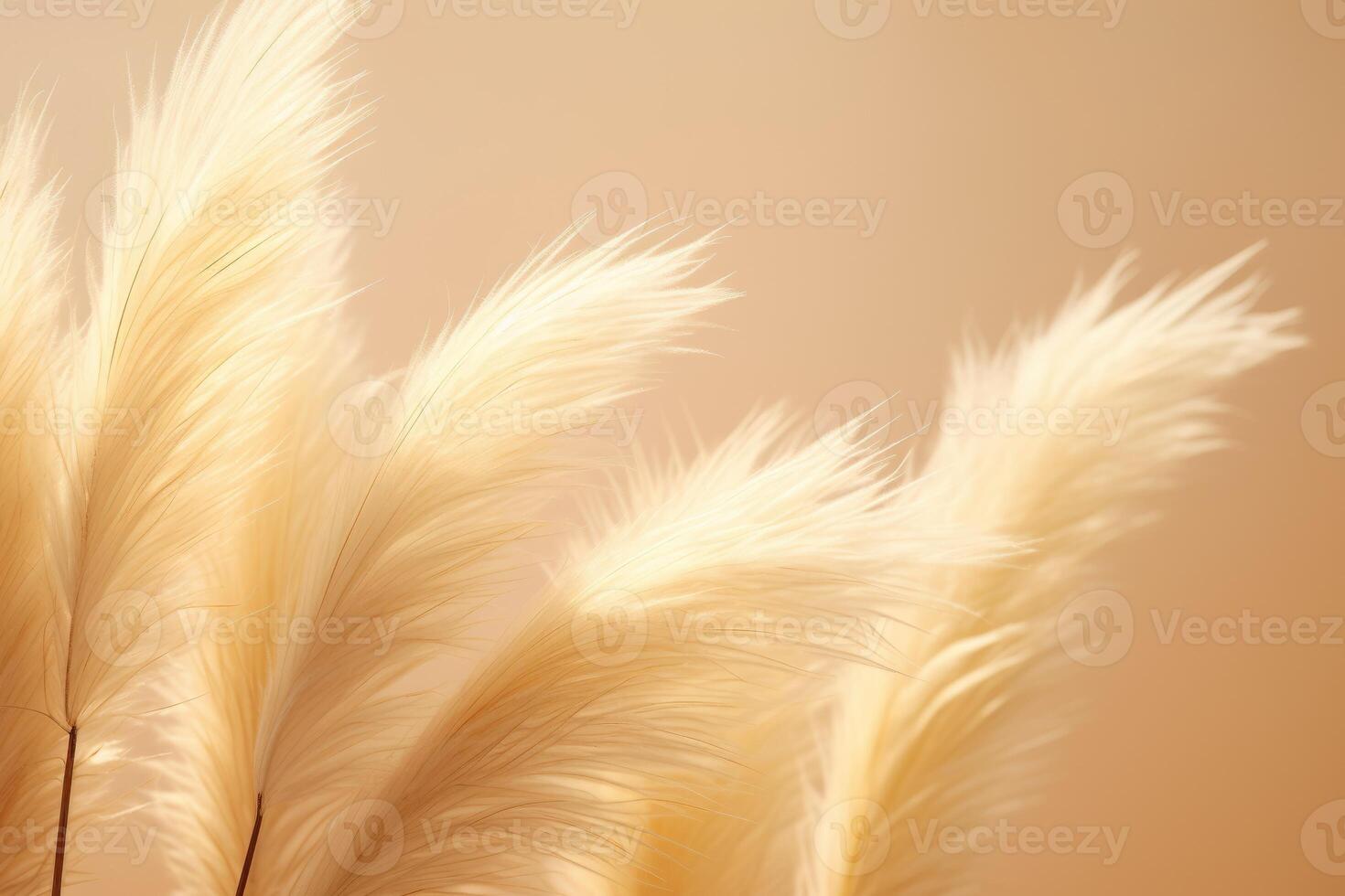 Abstract natural background of soft plants Cortaderia selloana. Pampas grass on a blurry bokeh, Dry reeds boho style. Fluffy stems of tall grass. photo