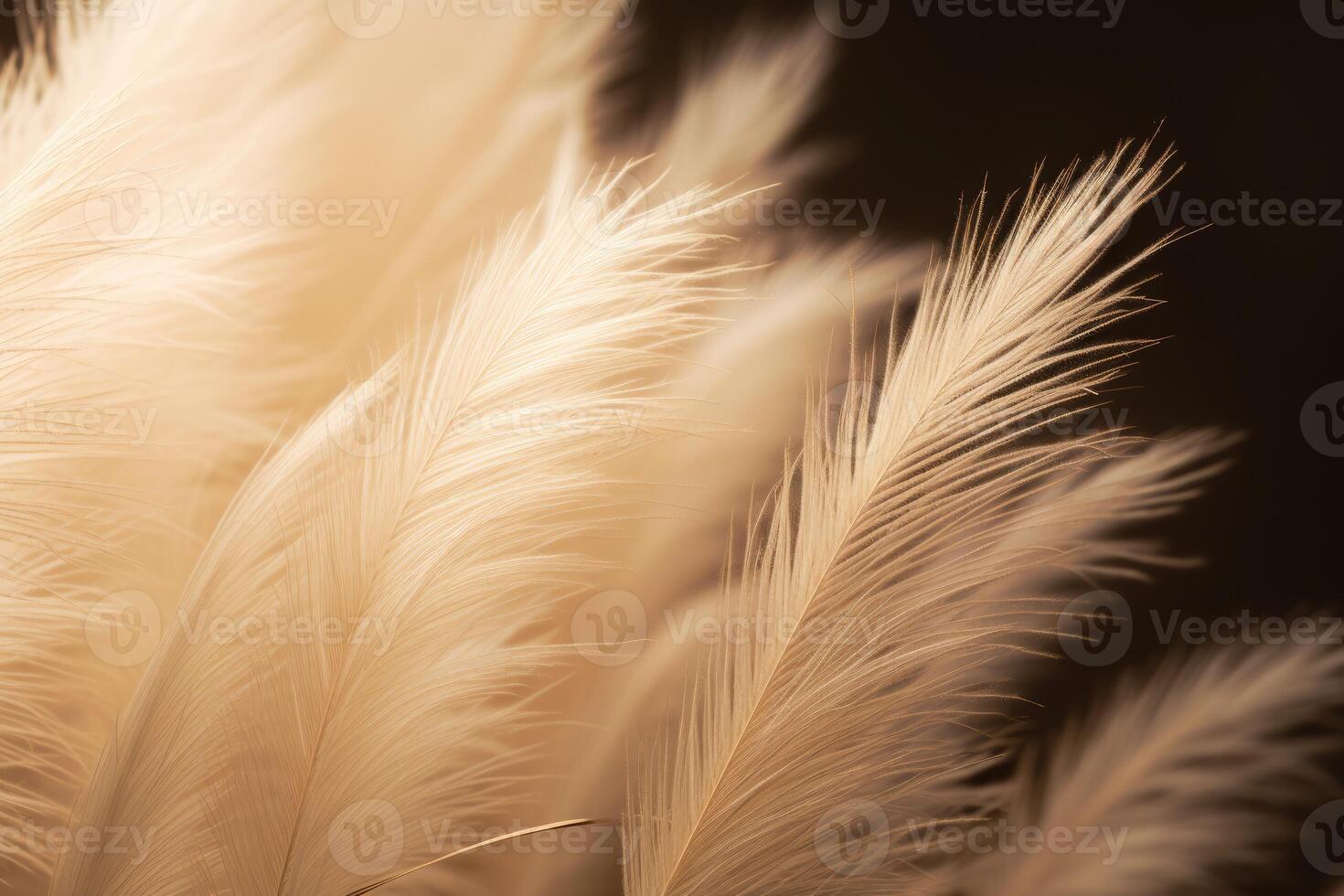 Abstract natural background of soft plants Cortaderia selloana. Pampas grass on a blurry bokeh, Dry reeds boho style. Fluffy stems of tall grass. photo