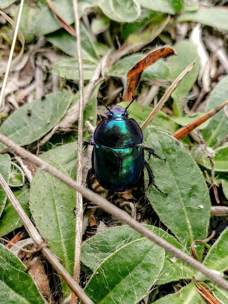 High-resolution macro image of a shiny metallic green beetle crawling among dry leaves and grass on the forest floor. Perfect for nature, insect, science, and macro-themed projects. photo