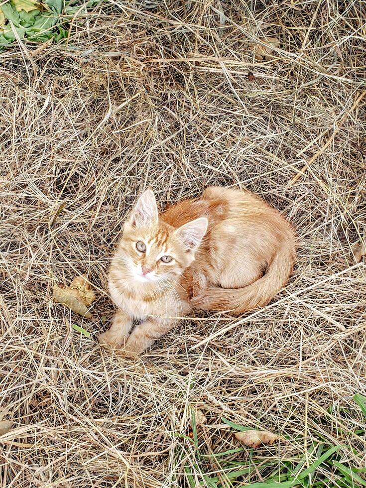 Cute fluffy ginger kitten resting on dry grass in a rustic outdoor setting, looking up with soft expression. Perfect for pet, nature, countryside, and autumn-themed visuals. photo