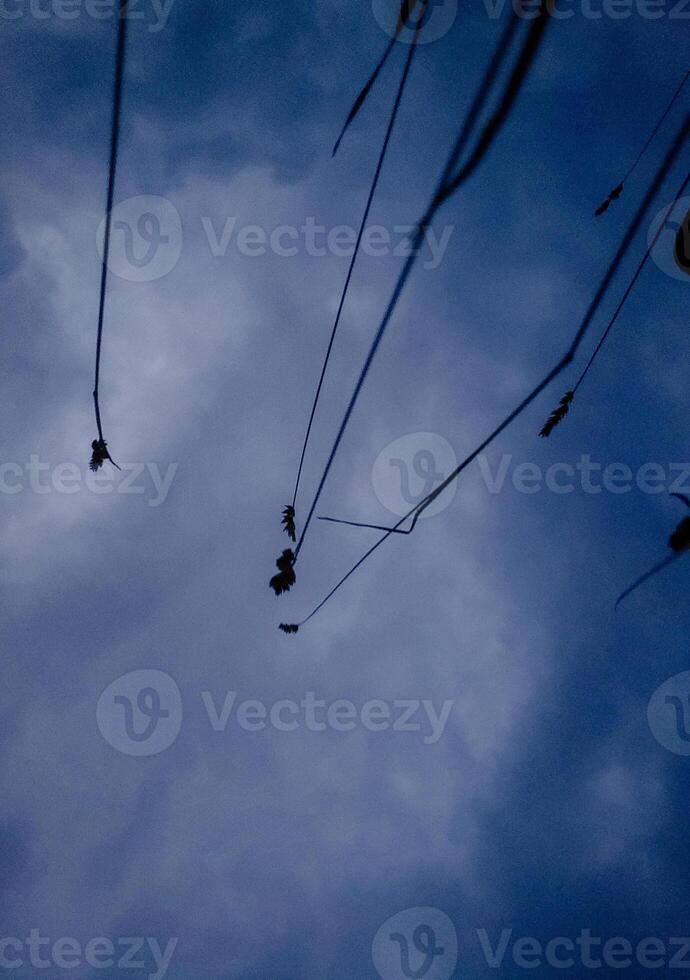 A minimalistic photograph of wild dry grass silhouettes under a moody cloudy sky. This abstract nature scene evokes a peaceful, poetic atmosphere, ideal for conceptual and natural backgrounds. photo