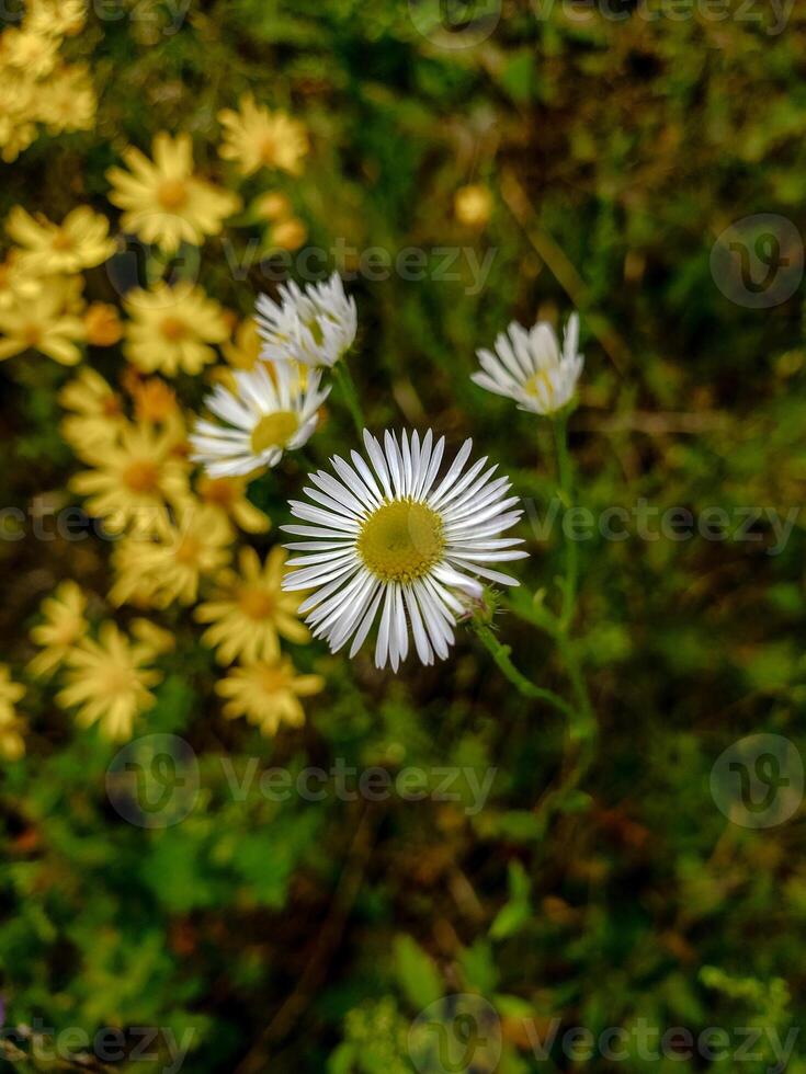 Close-up of a white daisy flower with blurred yellow wildflowers in the background. Soft natural light and shallow depth of field create a peaceful and delicate floral scene. photo