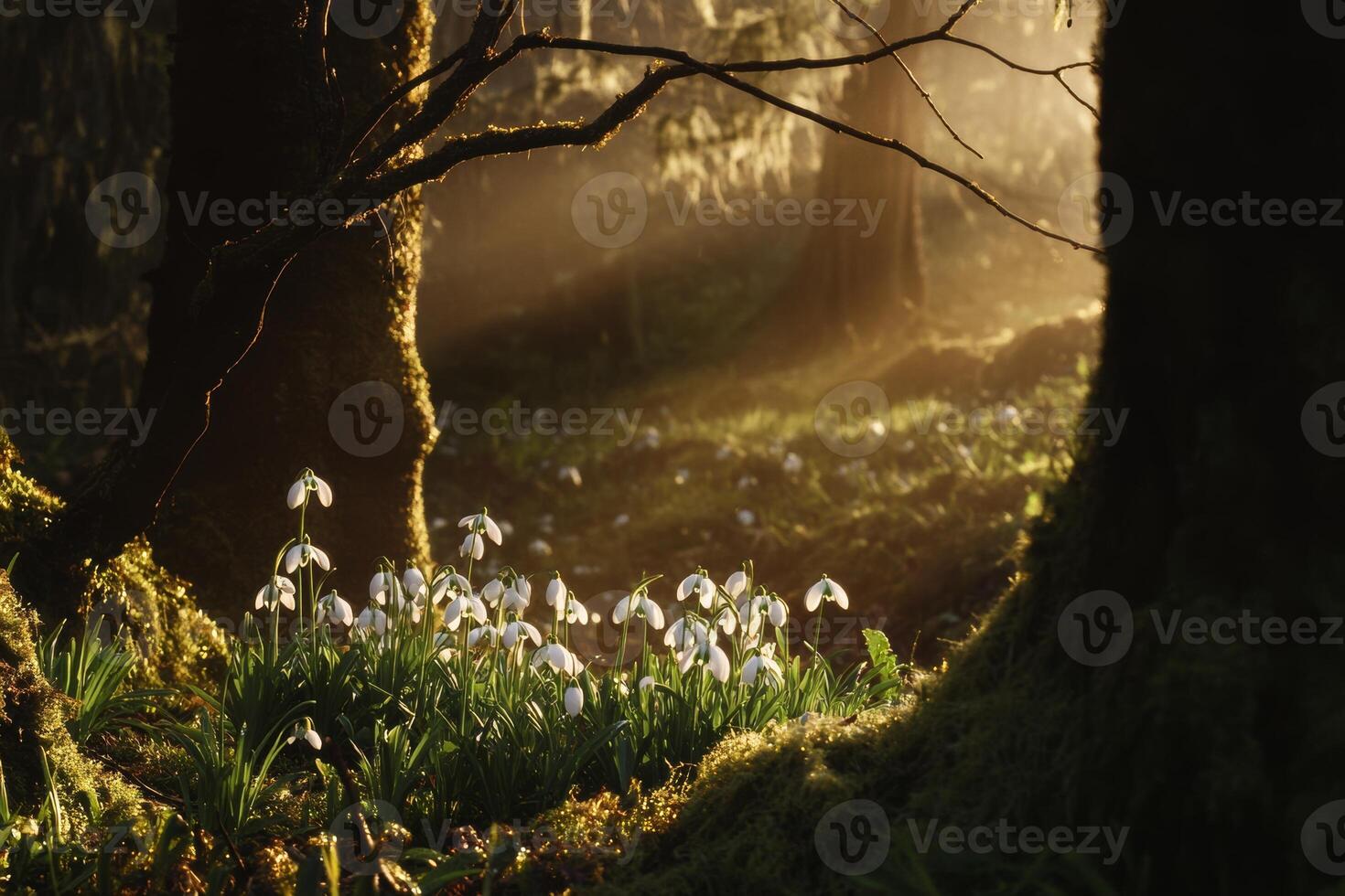 Sunlight filters through trees illuminating delicate snowdrops in a serene forest during early morning hours photo