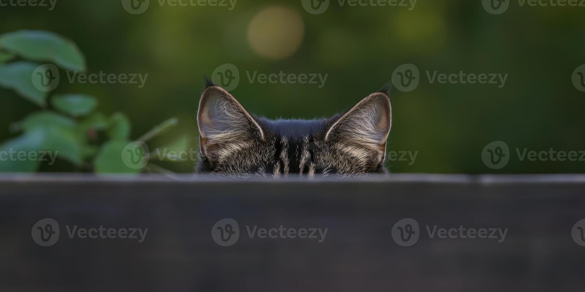 Cat peeking over wooden fence with curious expression in a lush green garden photo