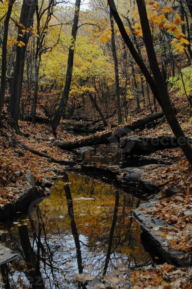 Tranquil lake reflecting autumn foliage in serene forest setting during golden hour photo