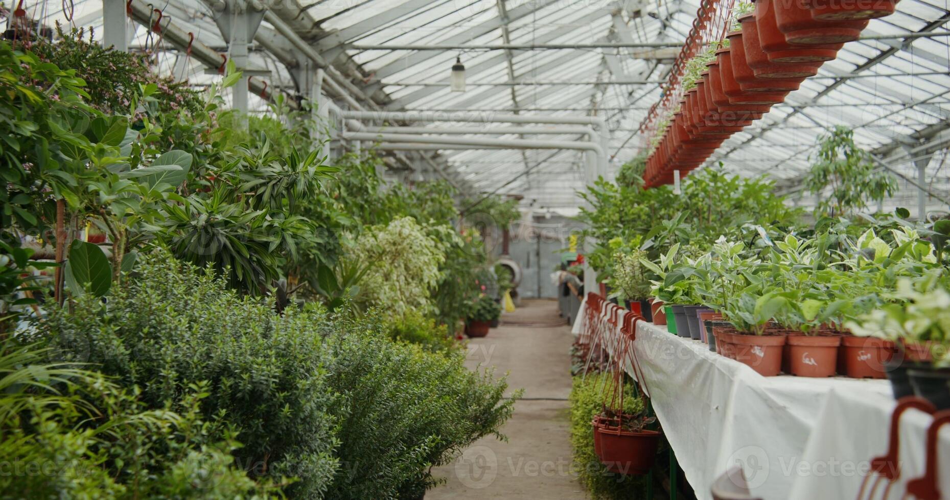 A long row of plants in a greenhouse photo