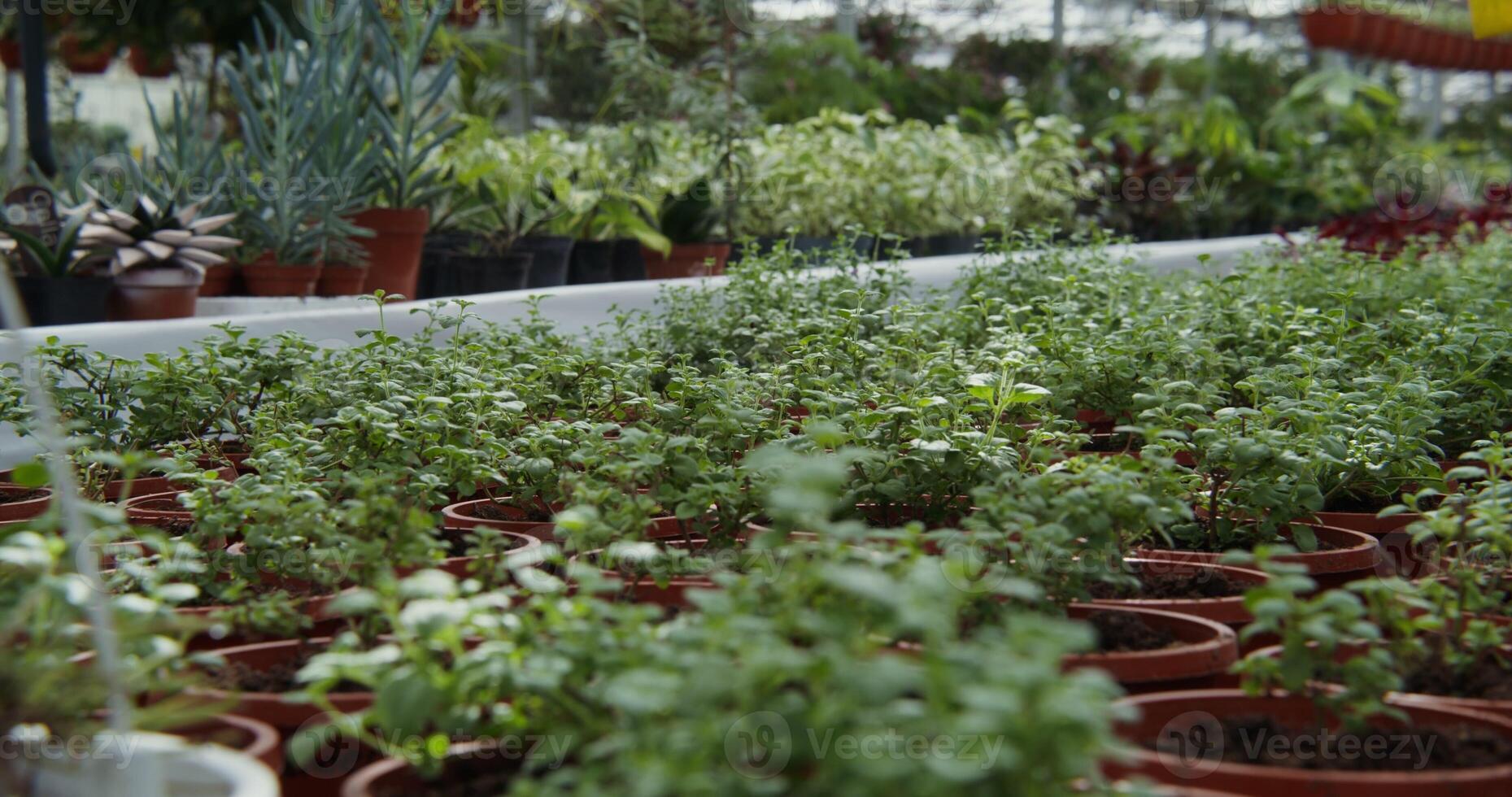 Many plants in pots in a greenhouse photo