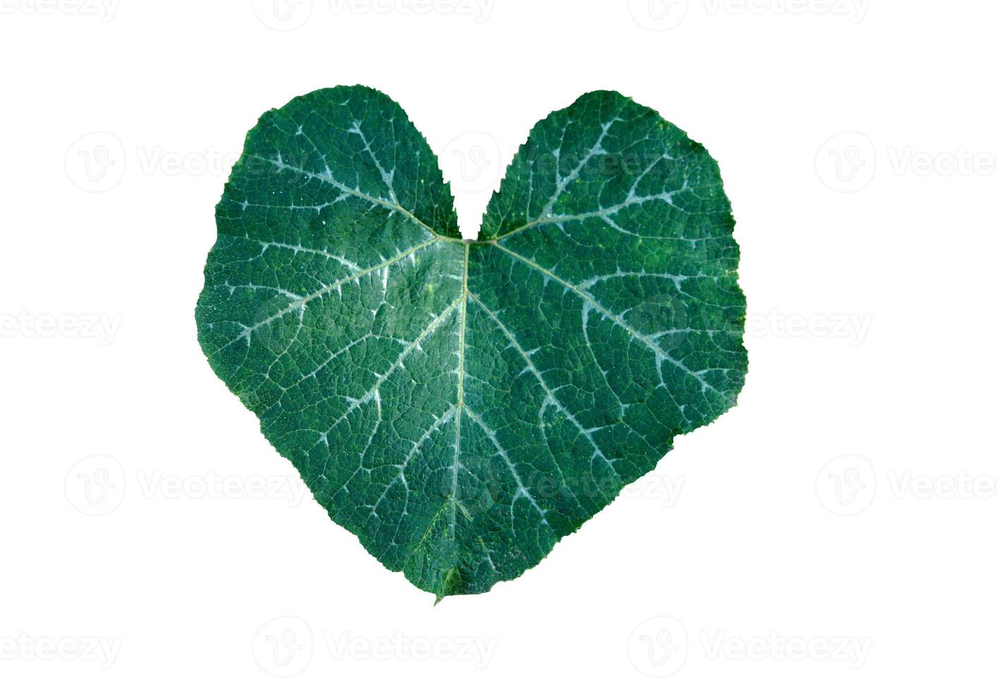 Pumpkin leaf on a white background is single leaf, large, with a concave base similar to a heart shape, with 5-sided wavy edges and hairs on both sides of the leaf. photo