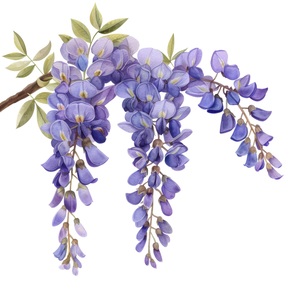 Watercolor blooming purple Wisteria flower branch with green leaves wildflower clip art element illustration png