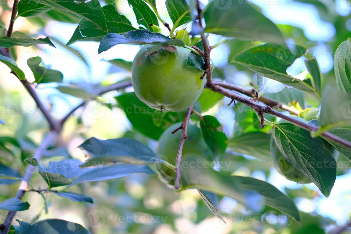 A green apple is hanging from a tree photo