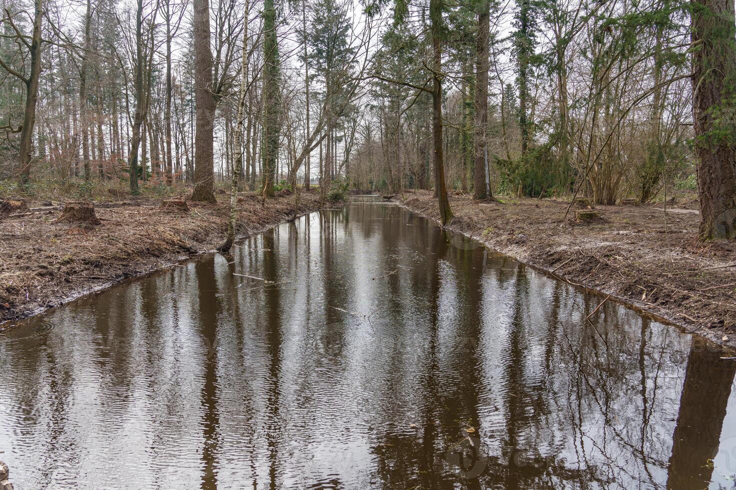 lake in a forrest photo