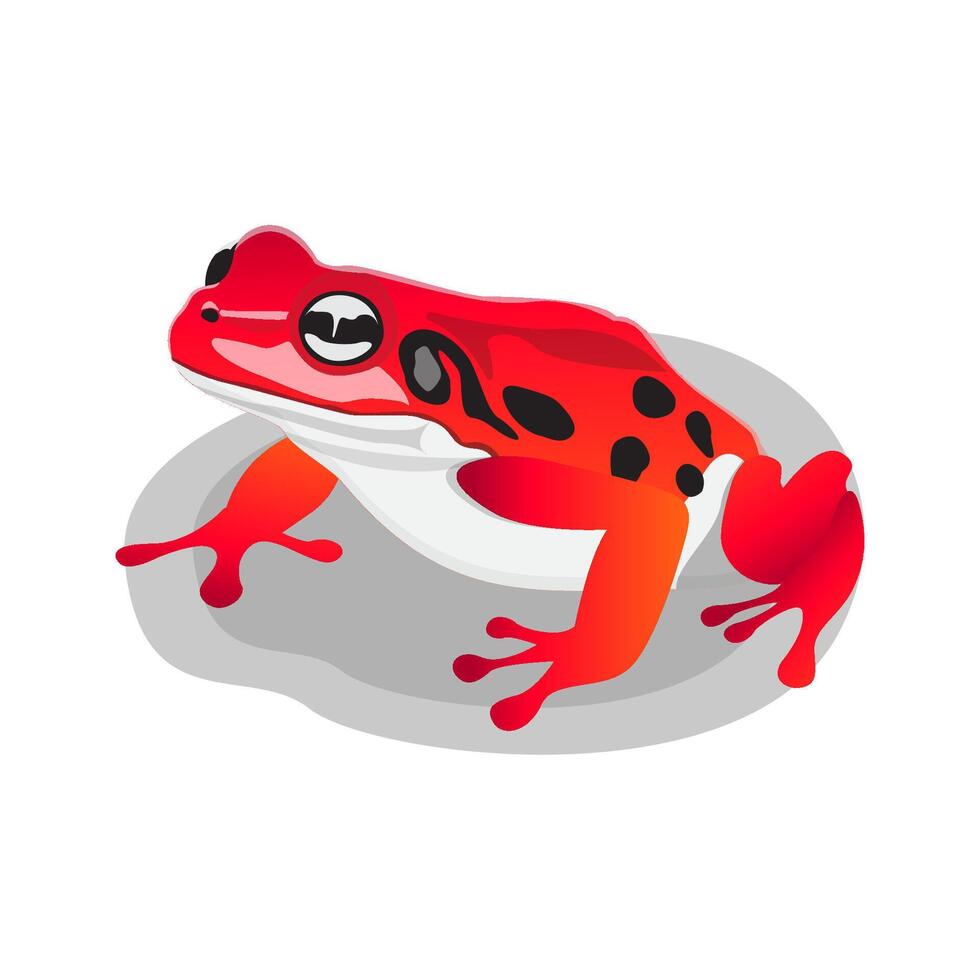 red poisonous frog illustration vector