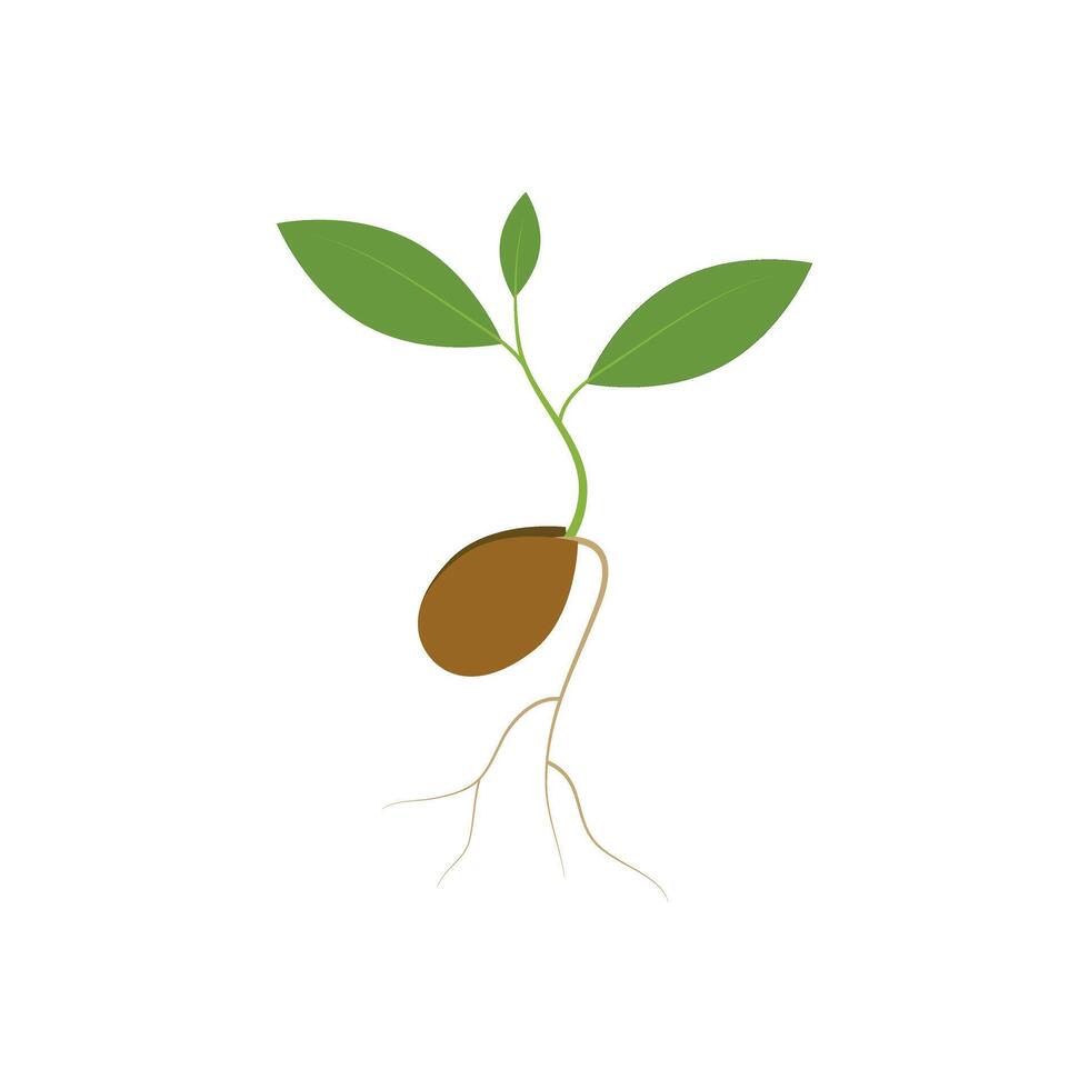 Simple sprouting seed drawing. Green cartoon sprout vector