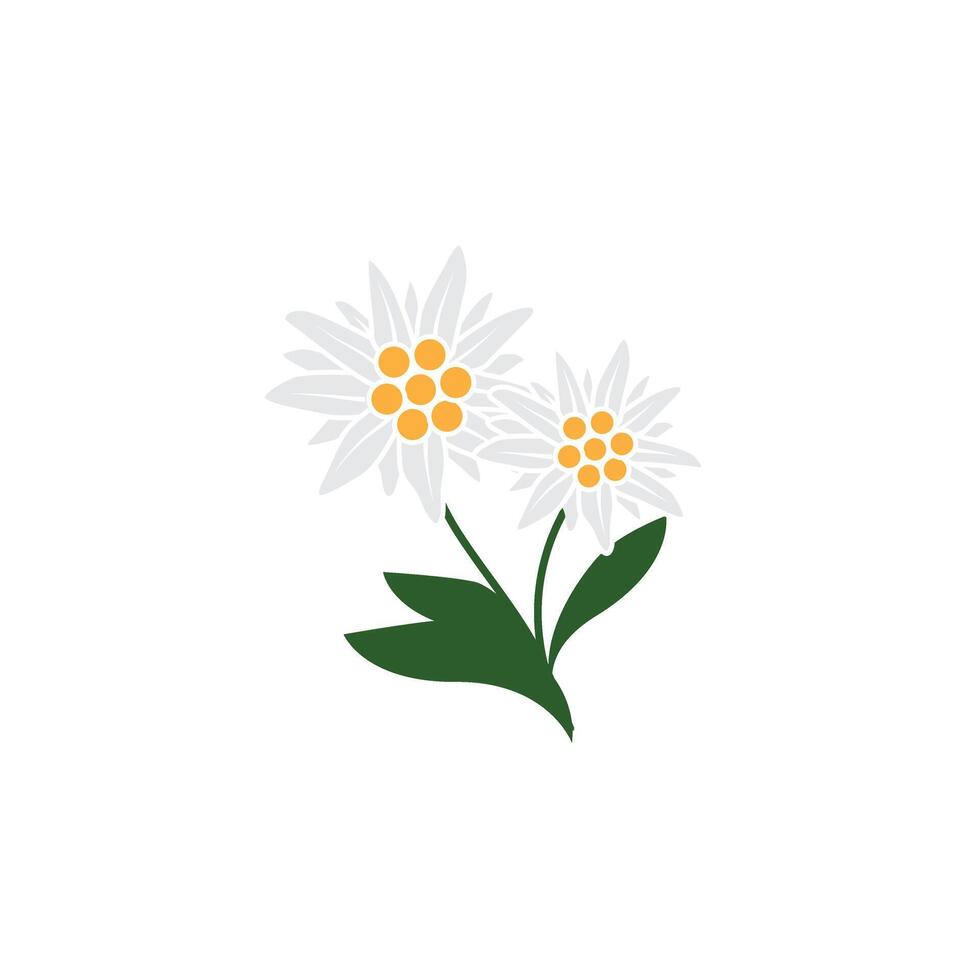 Edelweiss logo. Isolated edelweiss on white background vector