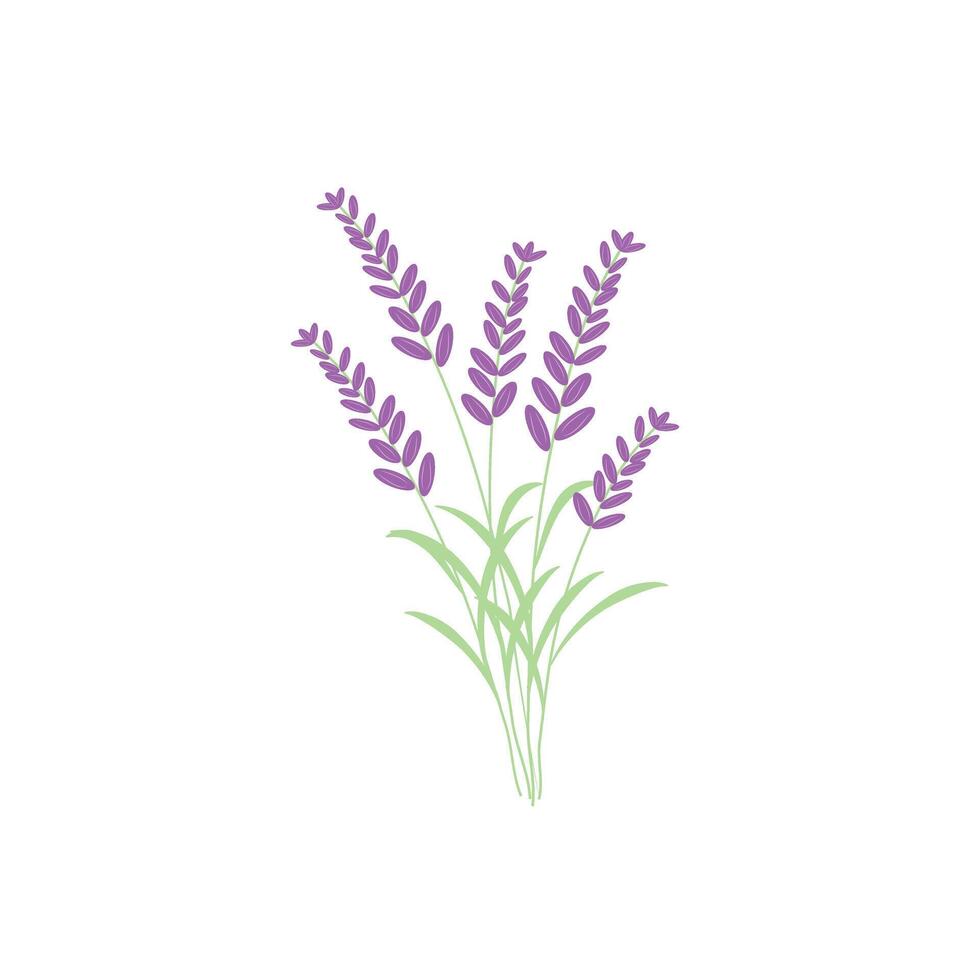 Hand drawn bunch of lavender flowers, flat illustration isolated on white background. Cute cartoon purple flowers. Aromatherapy and spa concepts. Herb for alternative herbal medicine. vector