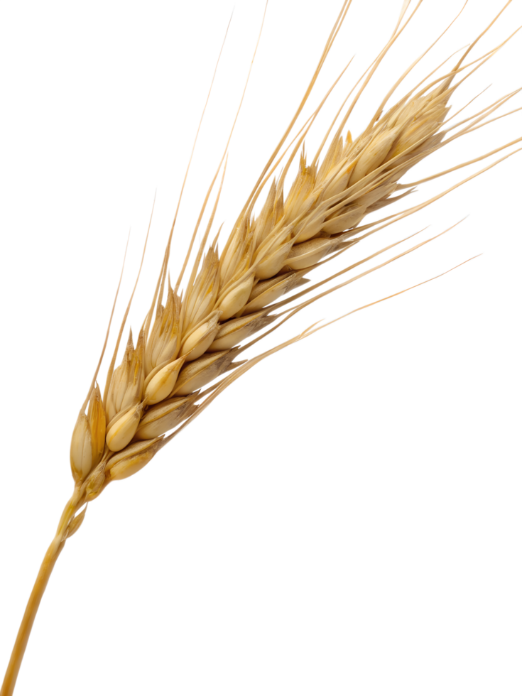 Golden wheat stalk representing agriculture and harvest isolated on the transparent background png