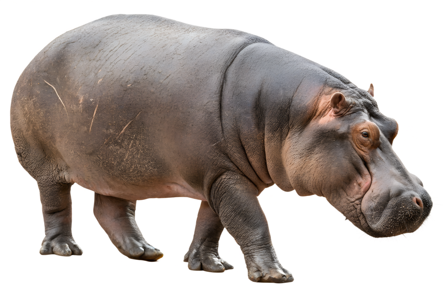 Walking hippo wild animal isolated on transparent background png
