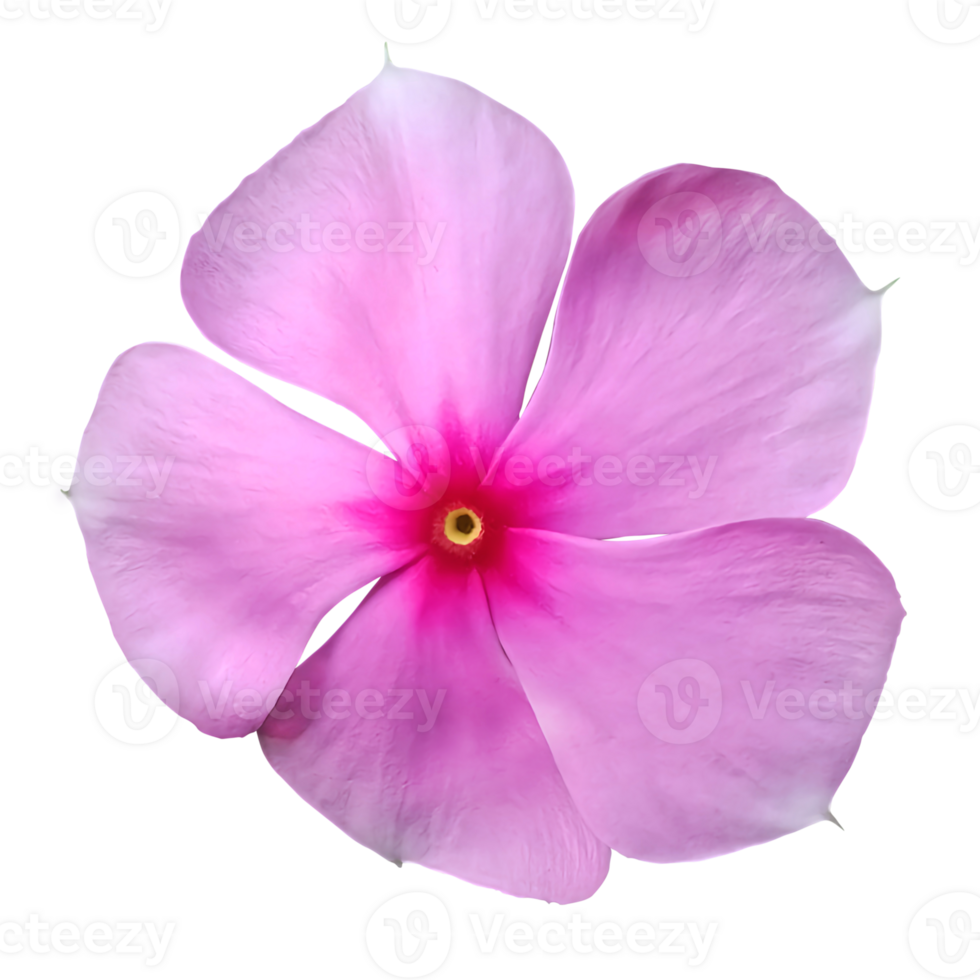 Madagascar Periwinkle Flower, isolated on background png
