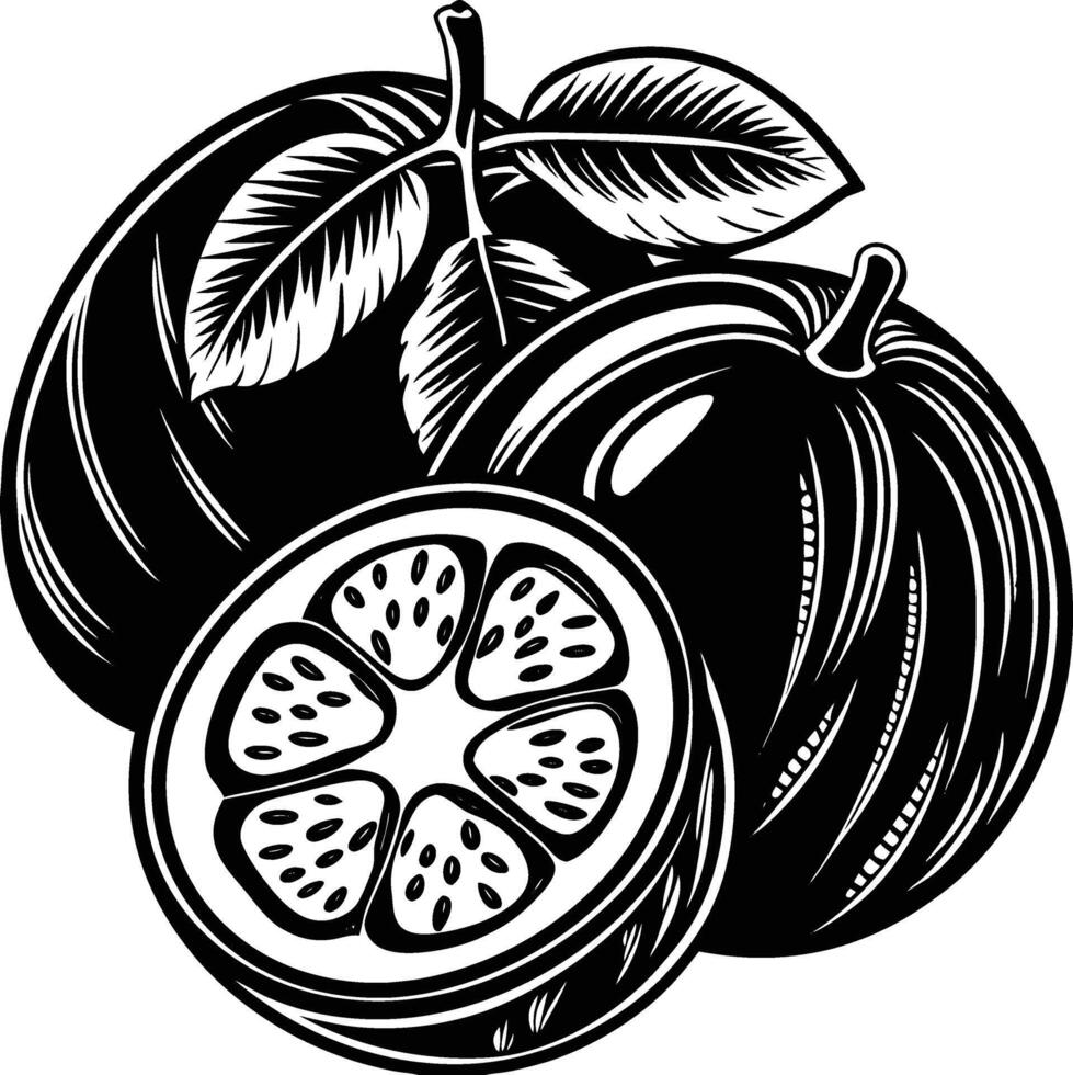Guava Fruit Illustration vector