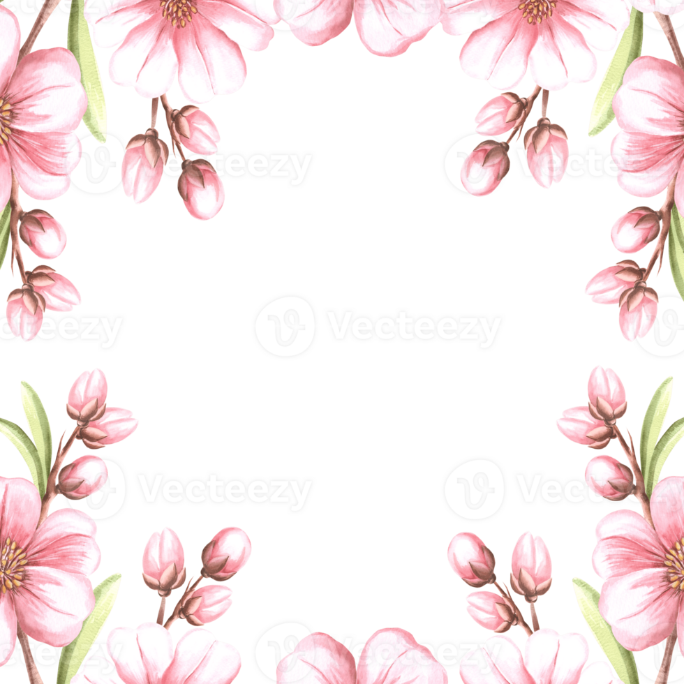 Pink flowers of almond with leaves and buds watercolot square frame isolated. Floral template with copy space from spring sakura, cherry blossom. Illustration of spring blooming fruit in sketch style. png