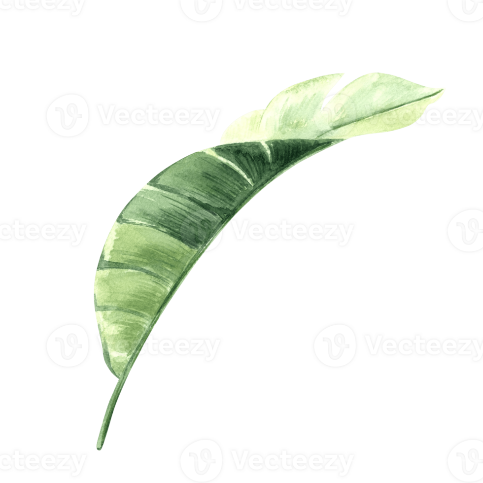 Watercolor tropical palm leaf. Bananas leaves isolated illustration for summer rainforest designs. Hand drawn green jungle plant in realistic style. Clipart for spring foliage backgrounds. png