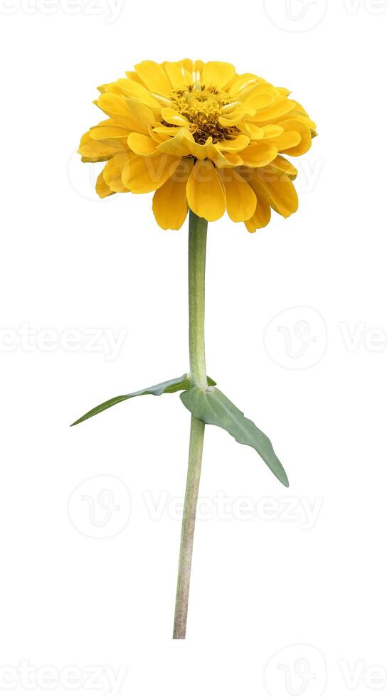 Isolate yellow zinnia flower cut out on white background for summer season and graphic design photo