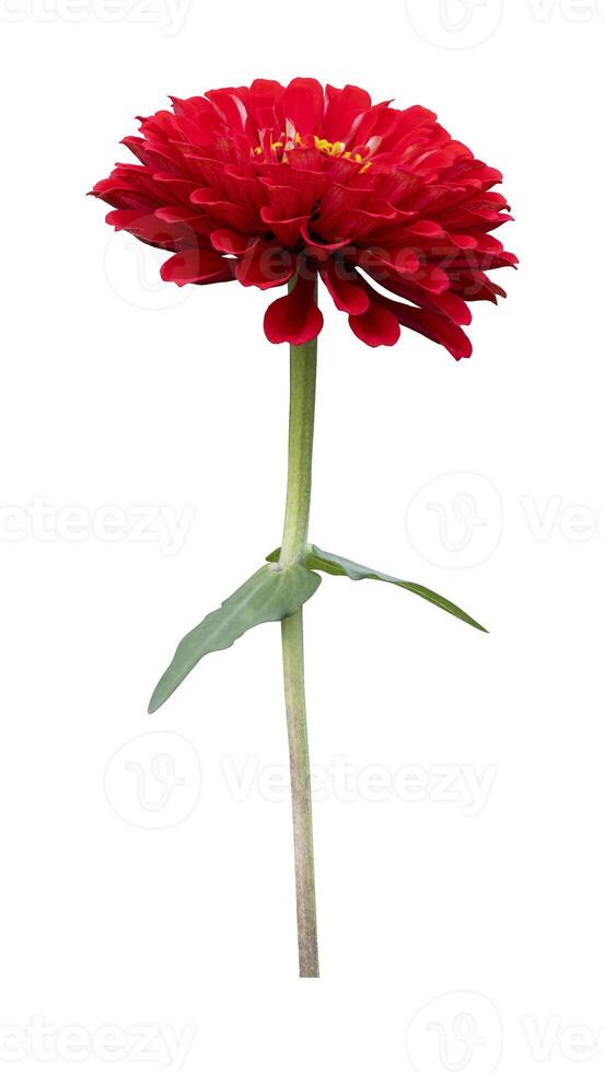 Isolate orange red zinnia flower with stem cut out on white background for summer season and graphic design concept photo