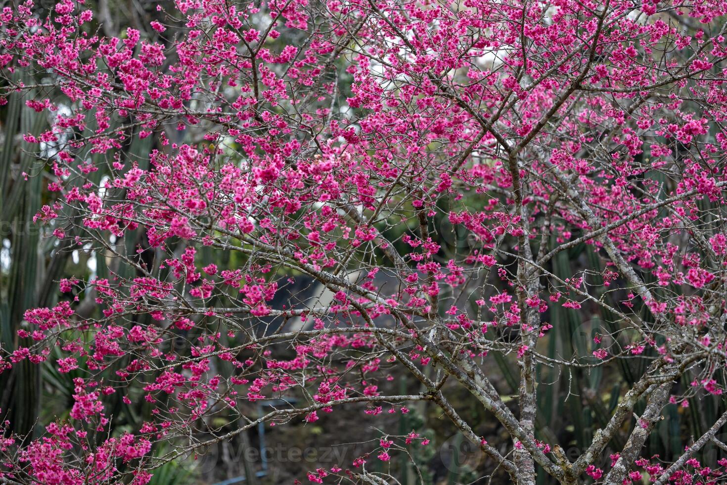 Pink sakura cherry blossom flower blooming on the spring season photo