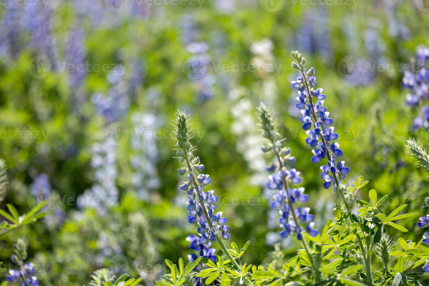 Lupine or bluebonnet flowers meadow in full bloom on the background for spring and summer English country cottage garden for perennial and annual plant photo