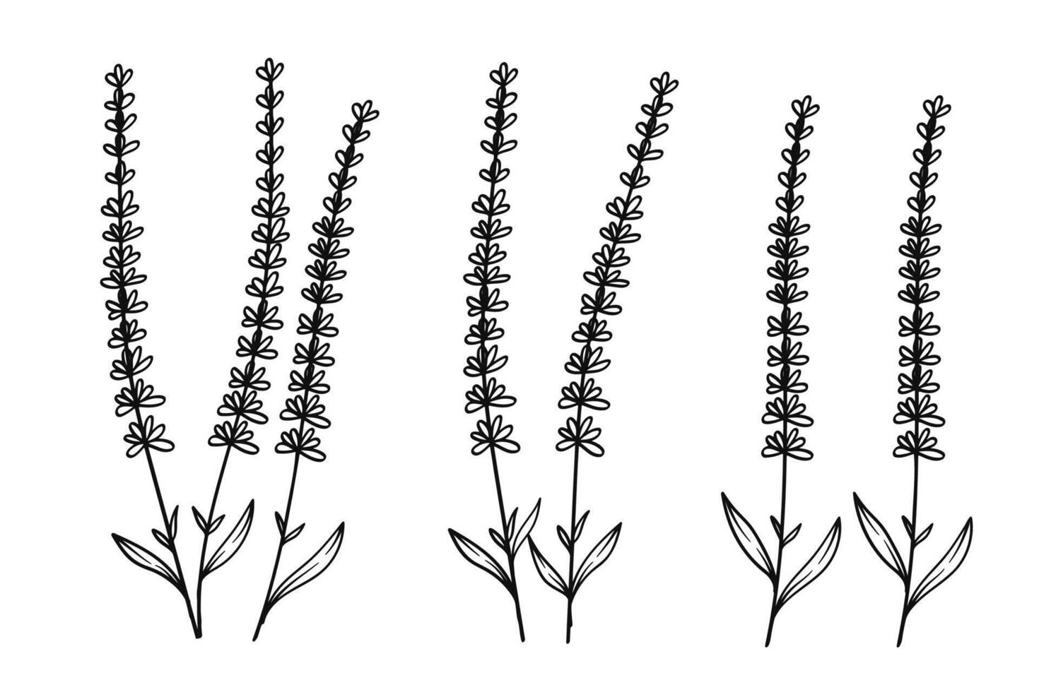Minimalist Lavender Line Art Floral Collection. Illustration vector